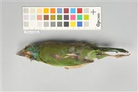 藏品(五色鳥)的圖片